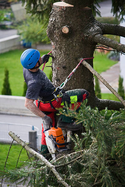 How Our Tree Care Process Works  in  Cloverleaf, TX